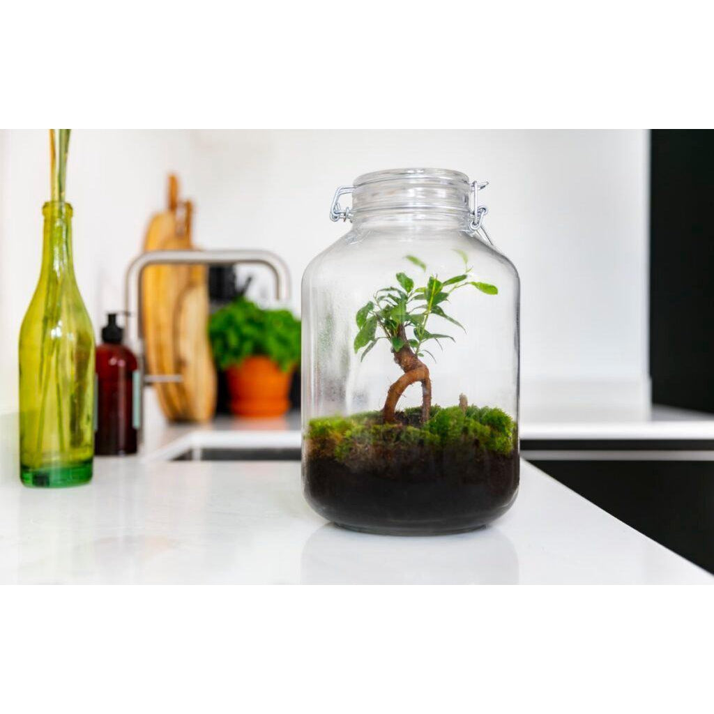 Jar  ↑30Cm - Ecosysteem Ficus Ginseng