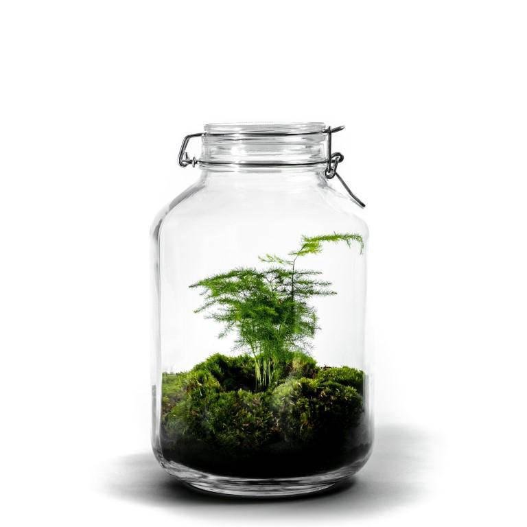 Jar  ↑30Cm - Ecosysteem Asparagus